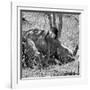 Awesome South Africa Collection Square - Two White Rhinos B&W-Philippe Hugonnard-Framed Photographic Print