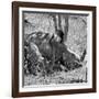 Awesome South Africa Collection Square - Two White Rhinos B&W-Philippe Hugonnard-Framed Photographic Print