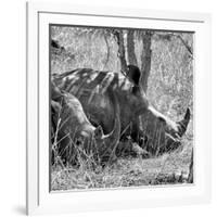 Awesome South Africa Collection Square - Two White Rhinos B&W-Philippe Hugonnard-Framed Photographic Print