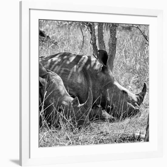 Awesome South Africa Collection Square - Two White Rhinos B&W-Philippe Hugonnard-Framed Photographic Print