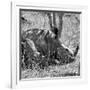 Awesome South Africa Collection Square - Two White Rhinos B&W-Philippe Hugonnard-Framed Photographic Print