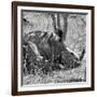 Awesome South Africa Collection Square - Two White Rhinos B&W-Philippe Hugonnard-Framed Photographic Print