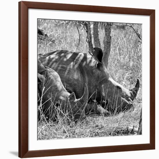 Awesome South Africa Collection Square - Two White Rhinos B&W-Philippe Hugonnard-Framed Photographic Print