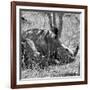 Awesome South Africa Collection Square - Two White Rhinos B&W-Philippe Hugonnard-Framed Photographic Print