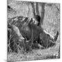 Awesome South Africa Collection Square - Two White Rhinos B&W-Philippe Hugonnard-Mounted Photographic Print