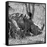 Awesome South Africa Collection Square - Two White Rhinos B&W-Philippe Hugonnard-Framed Stretched Canvas