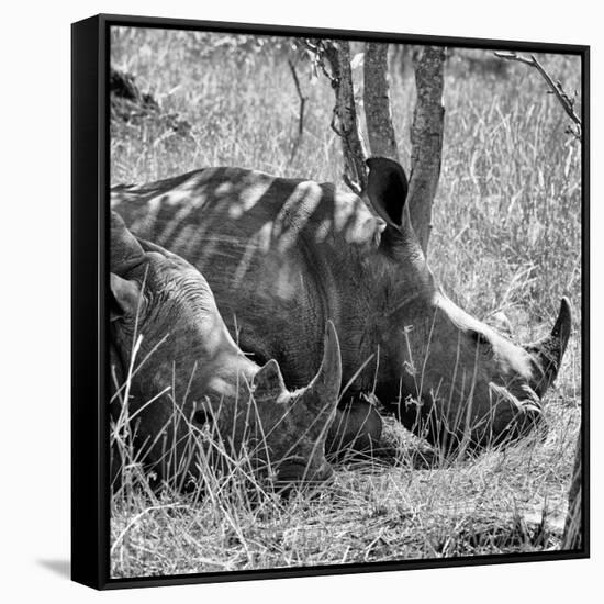 Awesome South Africa Collection Square - Two White Rhinos B&W-Philippe Hugonnard-Framed Stretched Canvas