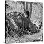Awesome South Africa Collection Square - Two White Rhinos B&W-Philippe Hugonnard-Stretched Canvas