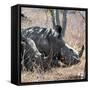 Awesome South Africa Collection Square - Two White Rhinos-Philippe Hugonnard-Framed Stretched Canvas