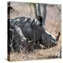 Awesome South Africa Collection Square - Two White Rhinos-Philippe Hugonnard-Stretched Canvas