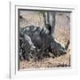 Awesome South Africa Collection Square - Two White Rhinos-Philippe Hugonnard-Framed Photographic Print