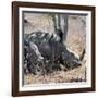 Awesome South Africa Collection Square - Two White Rhinos-Philippe Hugonnard-Framed Photographic Print