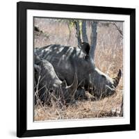 Awesome South Africa Collection Square - Two White Rhinos-Philippe Hugonnard-Framed Photographic Print