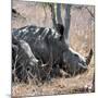 Awesome South Africa Collection Square - Two White Rhinos-Philippe Hugonnard-Mounted Photographic Print