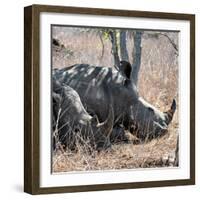 Awesome South Africa Collection Square - Two White Rhinos-Philippe Hugonnard-Framed Photographic Print