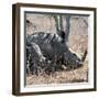 Awesome South Africa Collection Square - Two White Rhinos-Philippe Hugonnard-Framed Photographic Print