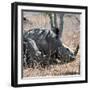 Awesome South Africa Collection Square - Two White Rhinos-Philippe Hugonnard-Framed Photographic Print