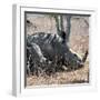 Awesome South Africa Collection Square - Two White Rhinos-Philippe Hugonnard-Framed Photographic Print