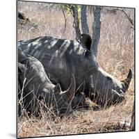 Awesome South Africa Collection Square - Two White Rhinos-Philippe Hugonnard-Mounted Photographic Print