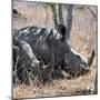 Awesome South Africa Collection Square - Two White Rhinos-Philippe Hugonnard-Mounted Photographic Print