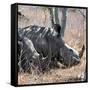 Awesome South Africa Collection Square - Two White Rhinos-Philippe Hugonnard-Framed Stretched Canvas