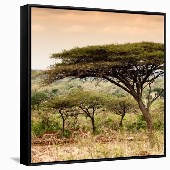 Awesome South Africa Collection Square - Umbrella Acacia Tree at Sunset-Philippe Hugonnard-Framed Stretched Canvas