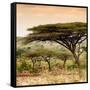 Awesome South Africa Collection Square - Umbrella Acacia Tree at Sunset-Philippe Hugonnard-Framed Stretched Canvas