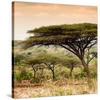 Awesome South Africa Collection Square - Umbrella Acacia Tree at Sunset-Philippe Hugonnard-Stretched Canvas