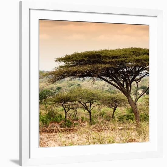 Awesome South Africa Collection Square - Umbrella Acacia Tree at Sunset-Philippe Hugonnard-Framed Photographic Print