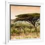 Awesome South Africa Collection Square - Umbrella Acacia Tree at Sunset-Philippe Hugonnard-Framed Photographic Print