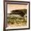 Awesome South Africa Collection Square - Umbrella Acacia Tree at Sunset-Philippe Hugonnard-Framed Photographic Print