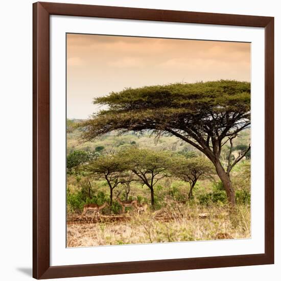 Awesome South Africa Collection Square - Umbrella Acacia Tree at Sunset-Philippe Hugonnard-Framed Photographic Print