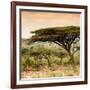 Awesome South Africa Collection Square - Umbrella Acacia Tree at Sunset-Philippe Hugonnard-Framed Photographic Print