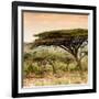 Awesome South Africa Collection Square - Umbrella Acacia Tree at Sunset-Philippe Hugonnard-Framed Photographic Print