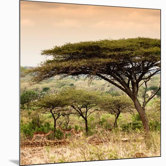 Awesome South Africa Collection Square - Umbrella Acacia Tree at Sunset-Philippe Hugonnard-Mounted Photographic Print