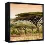 Awesome South Africa Collection Square - Umbrella Acacia Tree at Sunset-Philippe Hugonnard-Framed Stretched Canvas