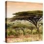 Awesome South Africa Collection Square - Umbrella Acacia Tree at Sunset-Philippe Hugonnard-Stretched Canvas