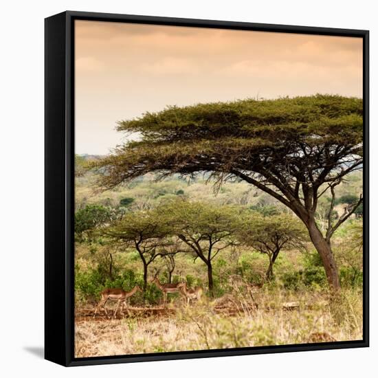 Awesome South Africa Collection Square - Umbrella Acacia Tree at Sunset-Philippe Hugonnard-Framed Stretched Canvas