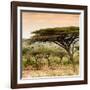 Awesome South Africa Collection Square - Umbrella Acacia Tree at Sunset-Philippe Hugonnard-Framed Photographic Print