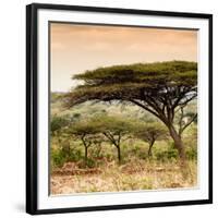 Awesome South Africa Collection Square - Umbrella Acacia Tree at Sunset-Philippe Hugonnard-Framed Photographic Print