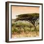 Awesome South Africa Collection Square - Umbrella Acacia Tree at Sunset-Philippe Hugonnard-Framed Photographic Print