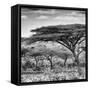 Awesome South Africa Collection Square - Umbrella Acacia Tree B&W-Philippe Hugonnard-Framed Stretched Canvas