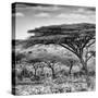 Awesome South Africa Collection Square - Umbrella Acacia Tree B&W-Philippe Hugonnard-Stretched Canvas