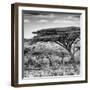 Awesome South Africa Collection Square - Umbrella Acacia Tree B&W-Philippe Hugonnard-Framed Photographic Print