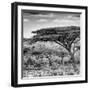 Awesome South Africa Collection Square - Umbrella Acacia Tree B&W-Philippe Hugonnard-Framed Photographic Print