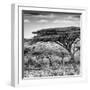 Awesome South Africa Collection Square - Umbrella Acacia Tree B&W-Philippe Hugonnard-Framed Photographic Print