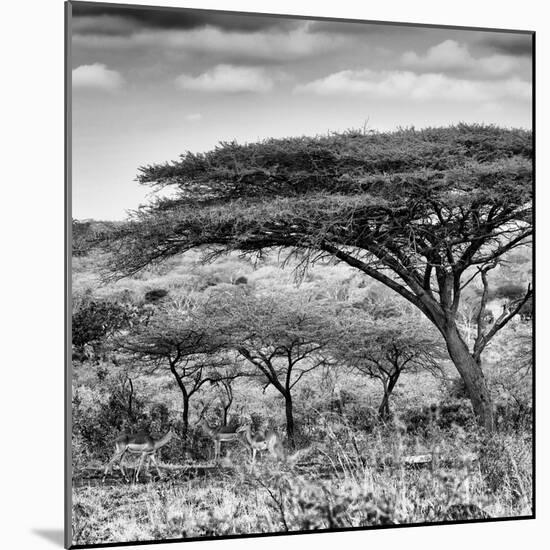 Awesome South Africa Collection Square - Umbrella Acacia Tree B&W-Philippe Hugonnard-Mounted Photographic Print