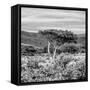 Awesome South Africa Collection Square - Umbrella Acacia Tree II B&W-Philippe Hugonnard-Framed Stretched Canvas