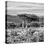 Awesome South Africa Collection Square - Umbrella Acacia Tree II B&W-Philippe Hugonnard-Stretched Canvas