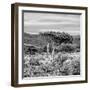 Awesome South Africa Collection Square - Umbrella Acacia Tree II B&W-Philippe Hugonnard-Framed Photographic Print